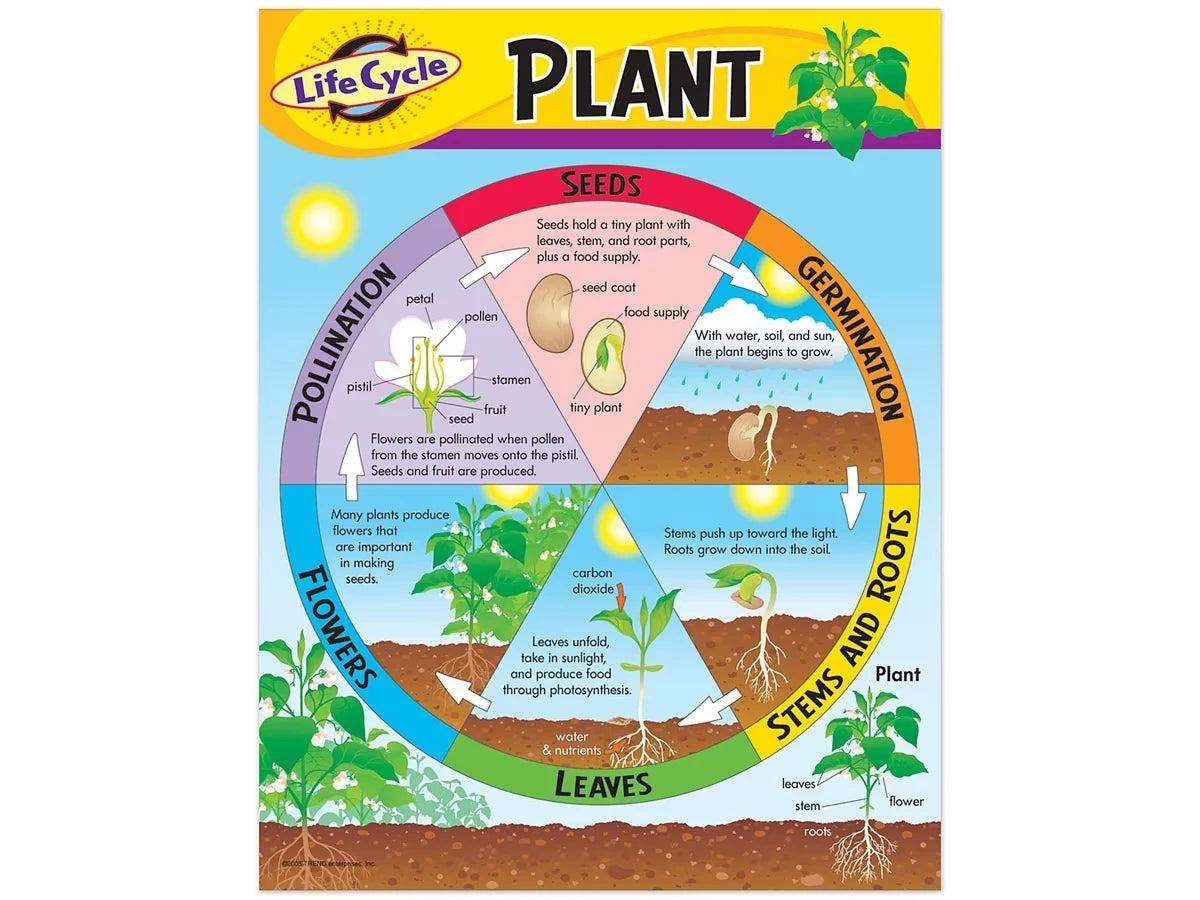 Life Cycle of a Plant Poster - US 3267