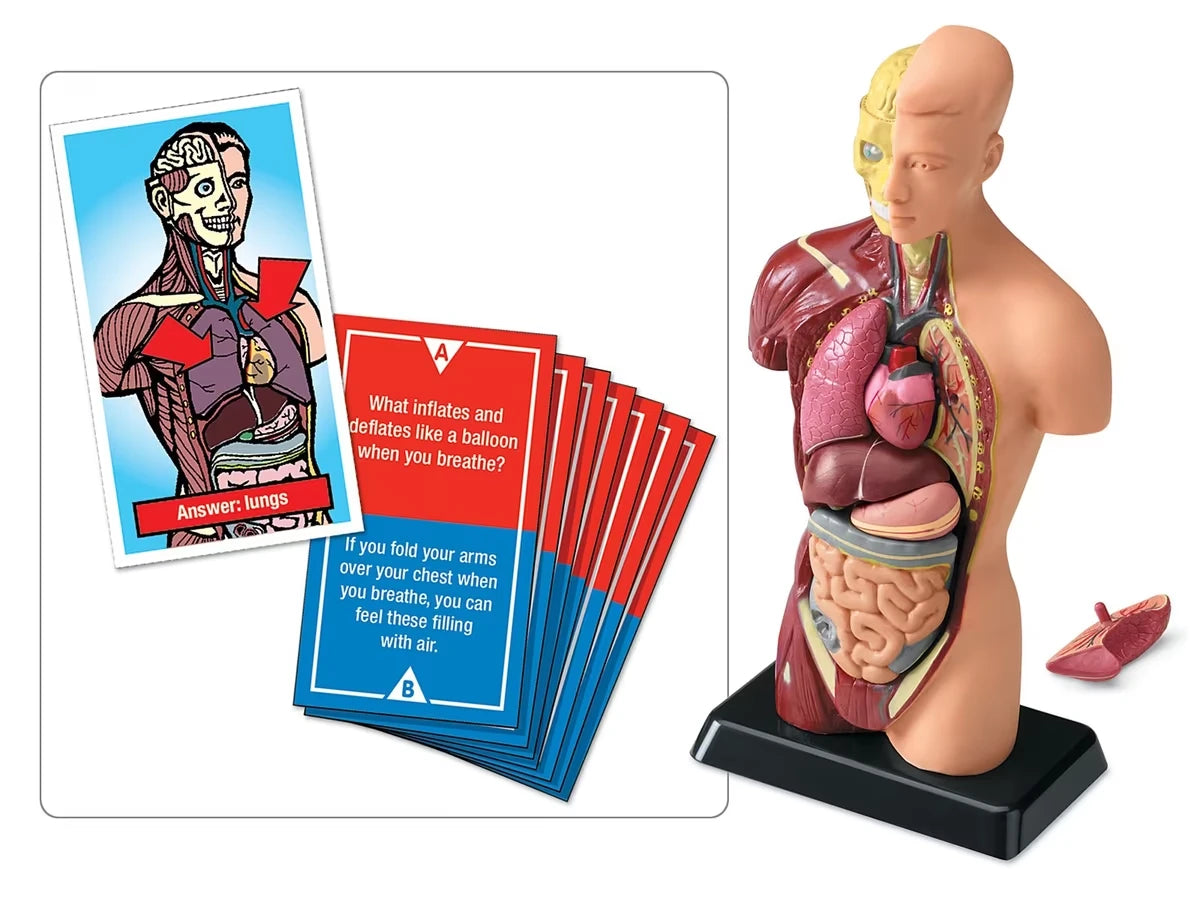 Fascinating Facts Human Body Game - US 4047