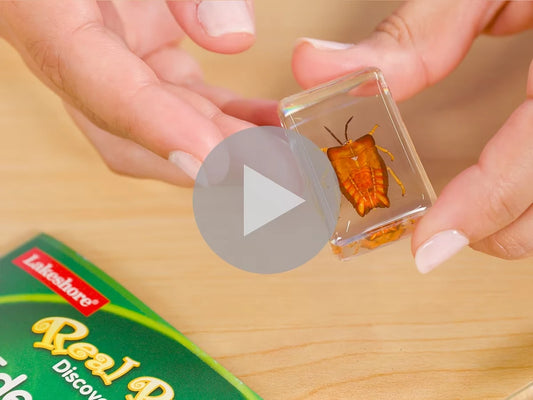 Real Bugs Discovery Kit - US 2619