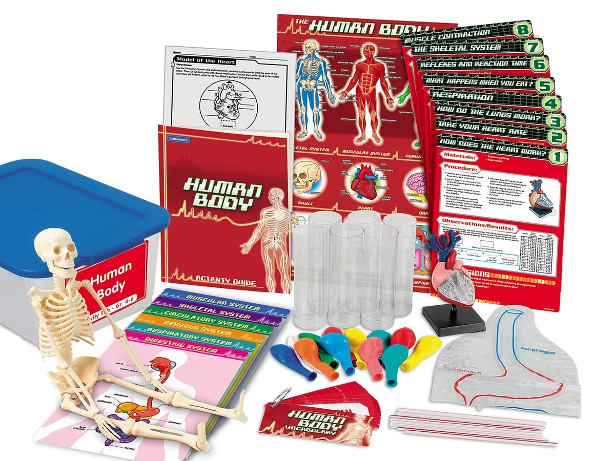 Human Body Activity Tub - Gr. 4-6 - US 3352