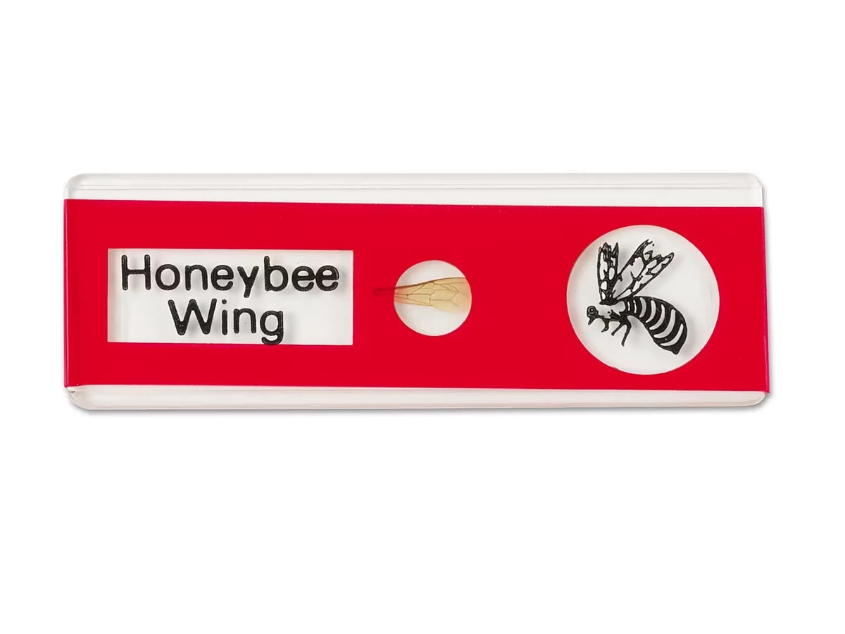 Insects Prepared Slide Kit - US 7903