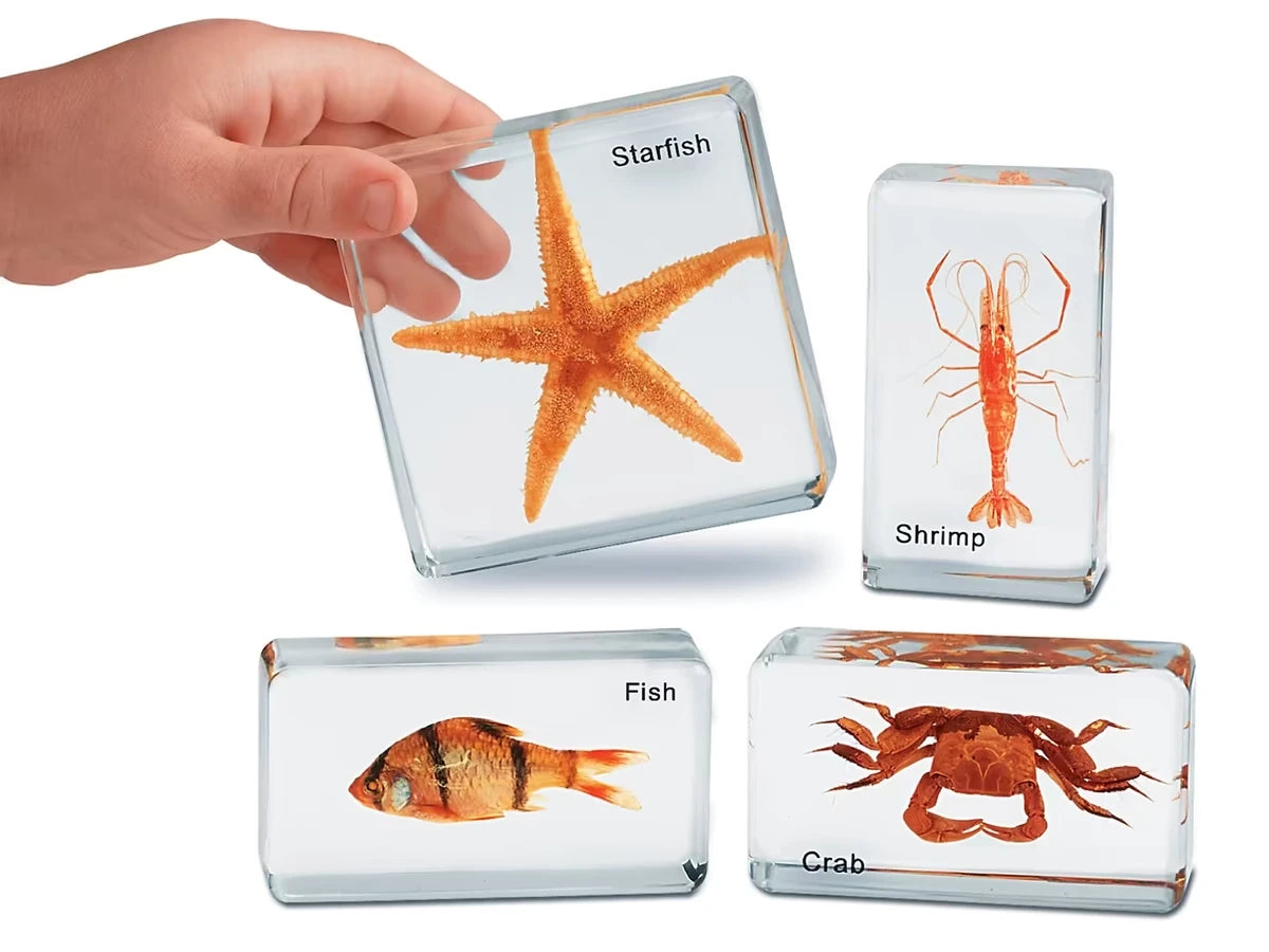 Sea Life Specimen Set - US 8519