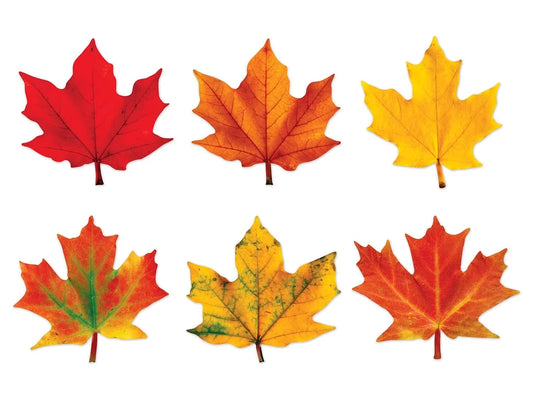 Maple Leaf Accents - US 5100