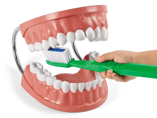 Learn to Brush Demonstration Kit - US 6053