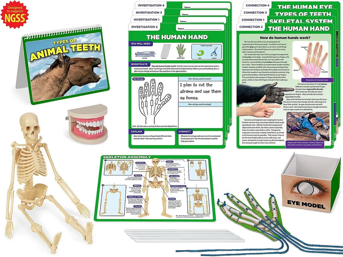 Meet the Standards Human Body Kit - Gr. 4 - US 8329