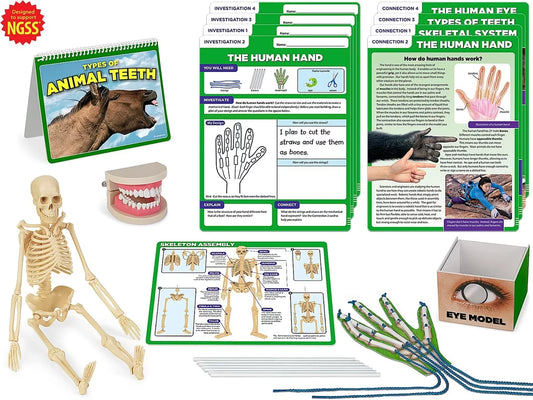 Meet the Standards Human Body Kit - Gr. 4 - US 8329