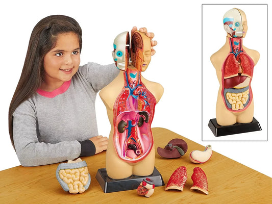 Take-Apart Human Body Model - US 3836