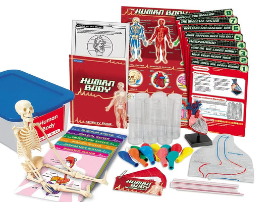 Human Body Activity Tub - Gr. 4-6 - US 3352