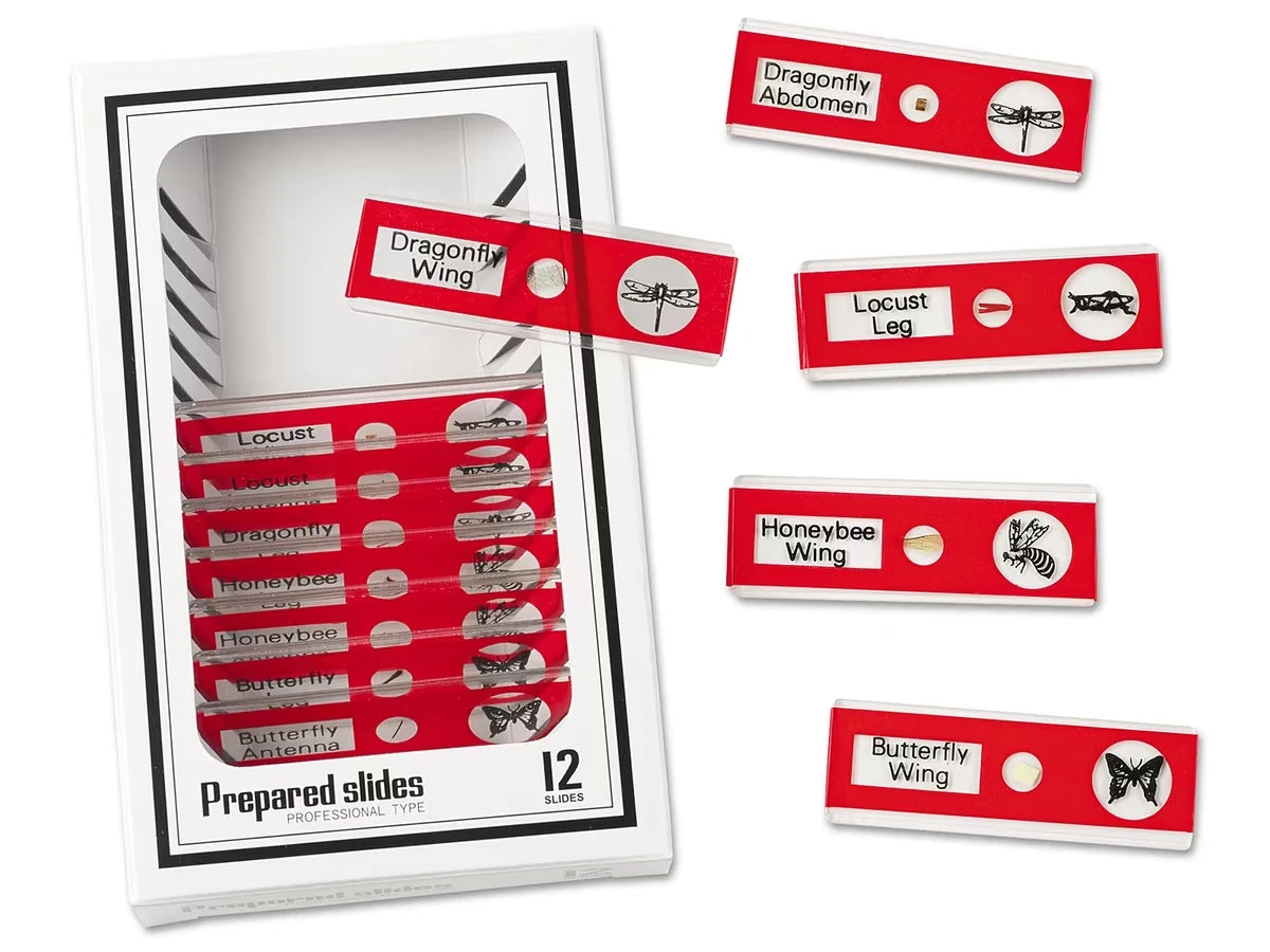Insects Prepared Slide Kit - US 7903
