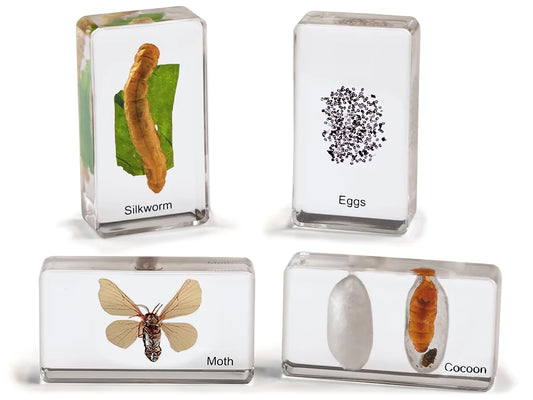 Life Cycle Specimen Set - US 8768