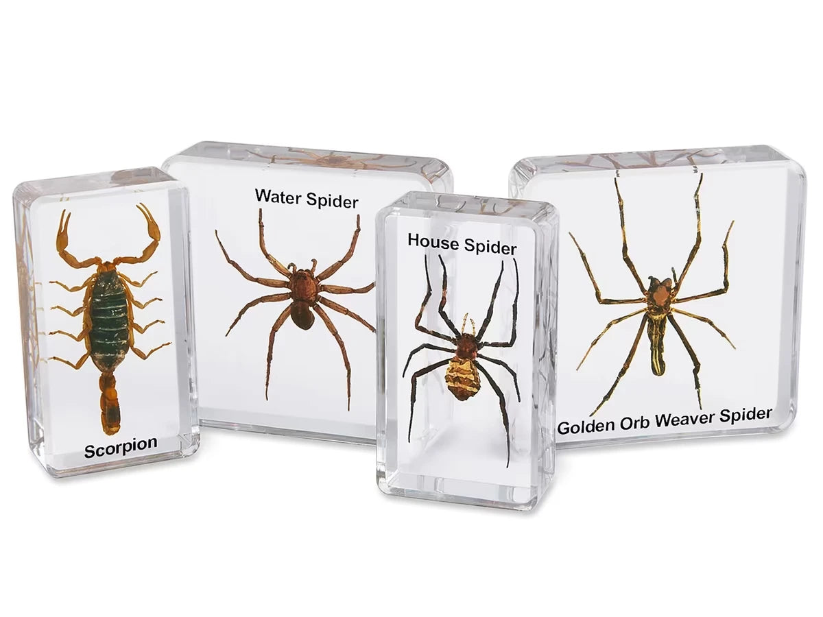 Scorpion & Spiders Specimen Set - US 4748