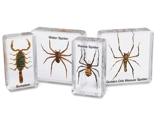 Scorpion & Spiders Specimen Set - US 4748