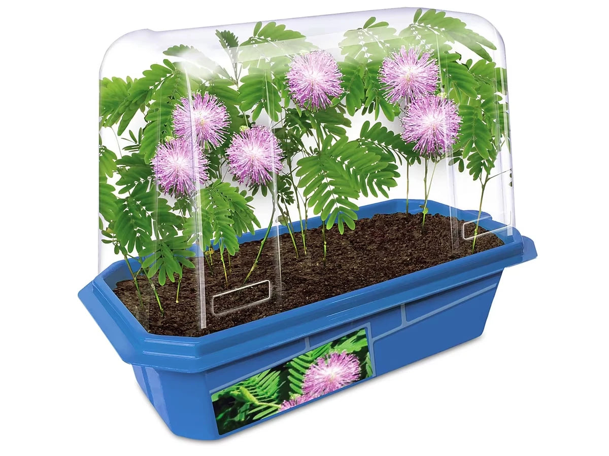 Grow-Your-Own Moving Plant - US 5559