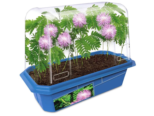 Grow-Your-Own Moving Plant - US 5559